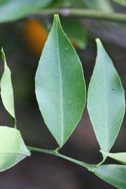              Unifoliolate leaf (Riverside, CA)       