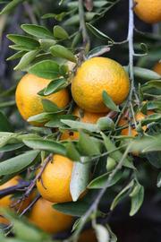            Fruit (Riverside, CA)   