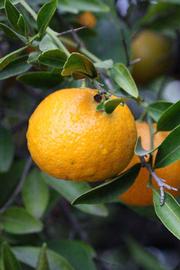            Fruit (Riverside, CA)   