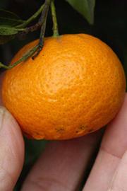            Fruit (Riverside, CA)   