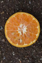            Fruit cross-section (Riverside, CA)   