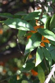              Shade leaves (Riverside, CA)       