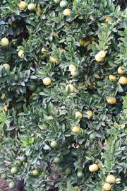            Habit (Riverside, CA)   