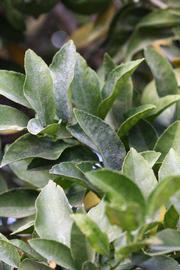            Shade leaves (Riverside, CA)   