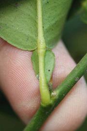              Petiole (Riverside, CA)       