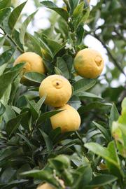              Fruit (Riverside, CA)       