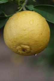              Fruit (Riverside, CA)       