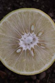              Fruit cross-section (Riverside, CA)       