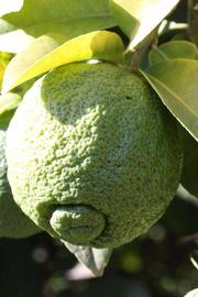            Immature fruit (Riverside, CA)   