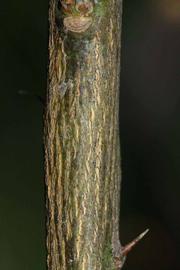              Second - third year twig (Riverside, CA)       