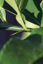              Petiole (Riverside, CA)       