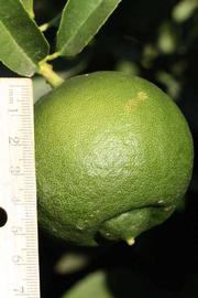           Immature fruit (Riverside, CA)   
