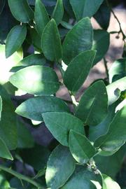              Shade leaves (Riverside, CA)       
