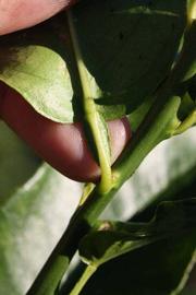              Petiole (Riverside, CA)       