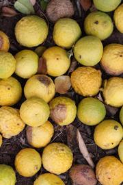              Fruit (Riverside, CA)       