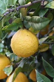              Fruit (Riverside, CA)       