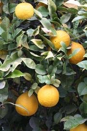              Fruit (Riverside, CA)       