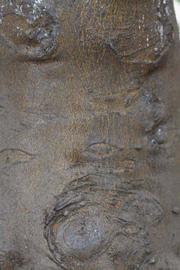              Bark (Riverside, CA)       