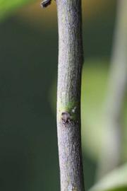              Second - third year twig (Riverside, CA)       