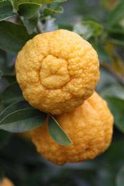            Fruit (Riverside, CA)   