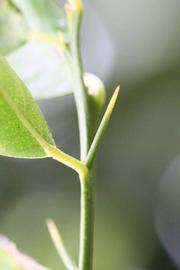              First year twig (Riverside, CA)       