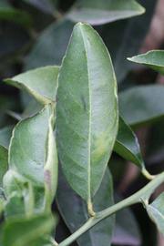              Unifoliolate leaf (Riverside, CA)       