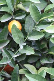            Sun leaves (Riverside, CA)   