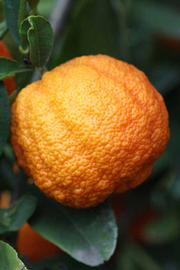            Fruit (Riverside, CA)   