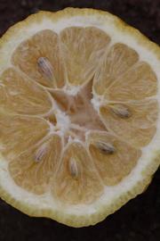            Fruit cross-section (Riverside, CA)   