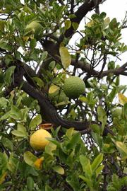            Habit (Riverside, CA)   