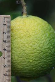              Immature fruit (Riverside, CA)       