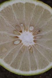              Fruit cross-section (Riverside, CA)       