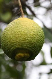              Fruit (Riverside, CA)       