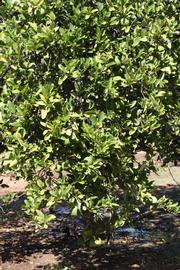              Habit (Riverside, CA)       