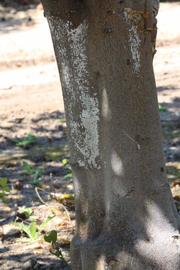              Bark (Riverside, CA)       