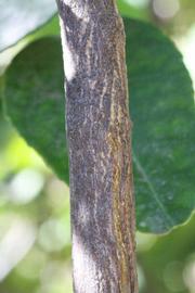              Second - third year twig (Riverside,   CA)       