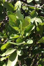              Sun leaves (Riverside, CA)       