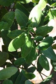              Shade leaves (Riverside, CA)       
