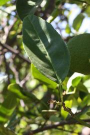              Unifoliolate leaf (Riverside, CA)       