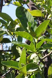              Sun leaves (Riverside, CA)       