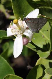              Flower (Riverside, CA)       