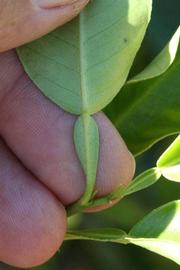              Petiole (Riverside, CA)       