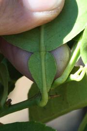              Petiole (Riverside, CA)       