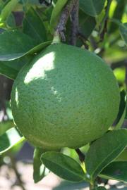              Immature fruit (Riverside, CA)       