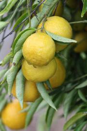              Fruit (Riverside, CA)       