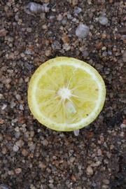              Fruit cross-section (Riverside, CA)       