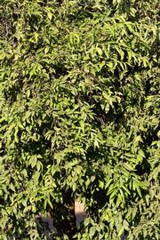            Habit (Riverside, CA)   