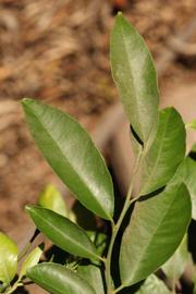              Sun leaves (Riverside, CA)       