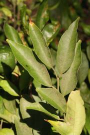              Sun leaves (Riverside, CA)       