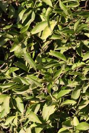              Sun leaves (Riverside, CA)       